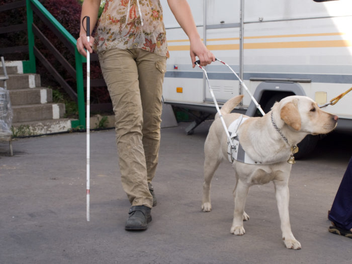 Négylábú életvitel-javító barát: a vakvezető kutya